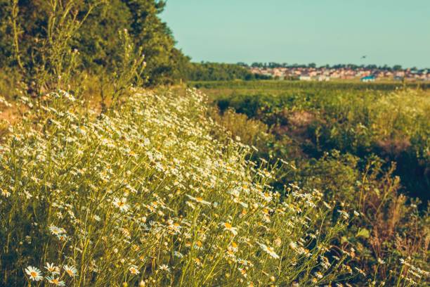 istock Chamomile flowers on a meadow in summer. 806988382