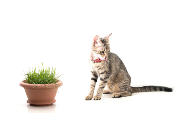 um gato listrado isolado antipatia grama na frente, sentado, olhando de lado e fazer eca - yuck - fotografias e filmes do acervo