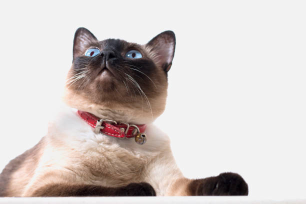 istock An Isolated Siamese Cat Looking Up on A White Background 806988632