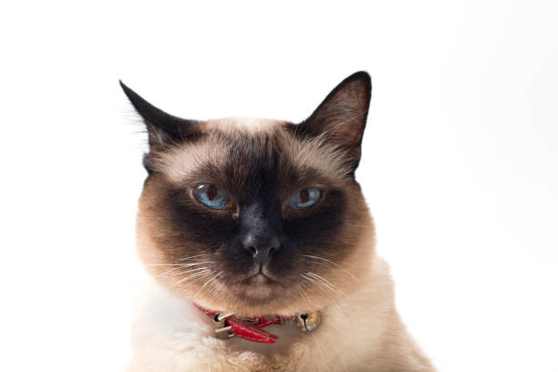 istock An Isolated Siamese Cat Portrait Staring to Camera and Sitting Down on A White Background 806988798