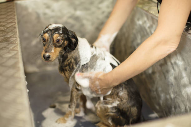 istock Dog grooming series 806991058