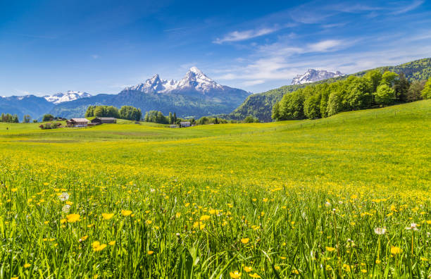 Idyllic landscape in the Alps with green meadows and flowers Idyllic landscape in the Alps with fresh green meadows and blooming flowers and snow-capped mountain tops in the background berchtesgaden national park photos stock pictures, royalty-free photos & images