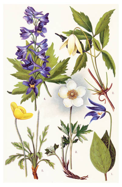 Medicinal and Herbal Plants Antique illustration of a Medicinal and Herbal Plants.  clematis alpina stock illustrations
