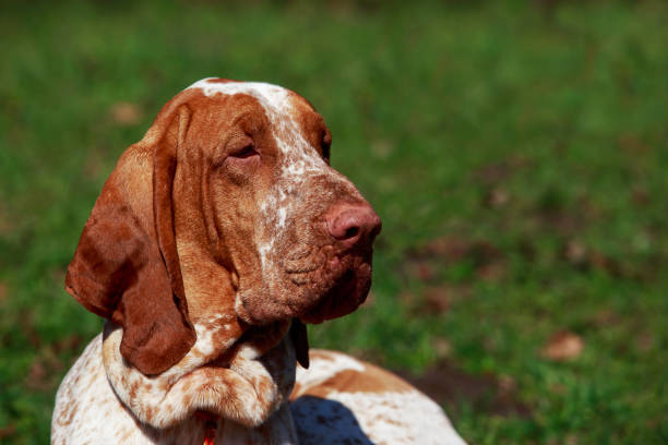 istock Dog Bracco Italian 806996690