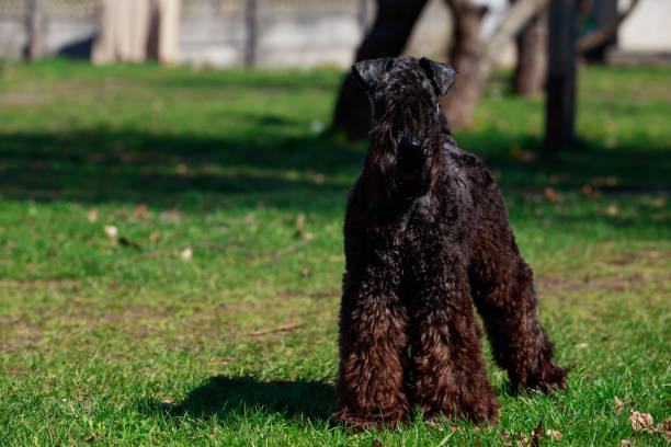 Kerry Blue Terrier Kerry Blue Terrier standing on the green grass terrier stock pictures, royalty-free photos & images