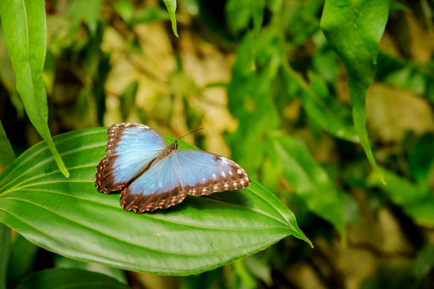 istock Blue butterfly with open wings on green leaf 807001930