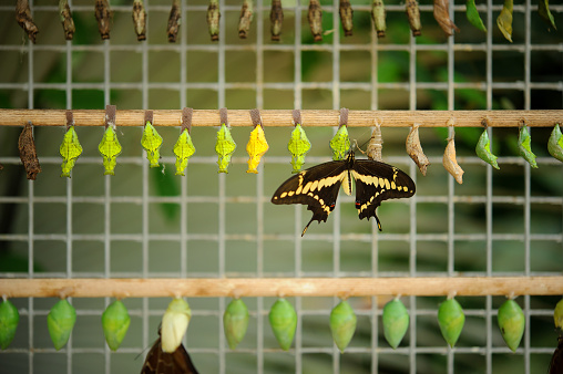 Buterfly farm full of coccons with hatched butterfly