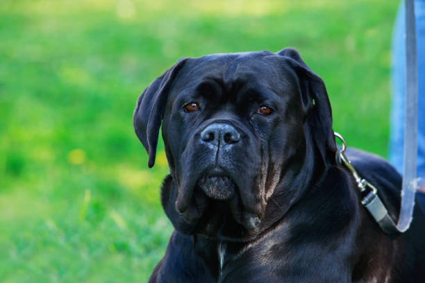 istock dog breed italiano cane 807004440