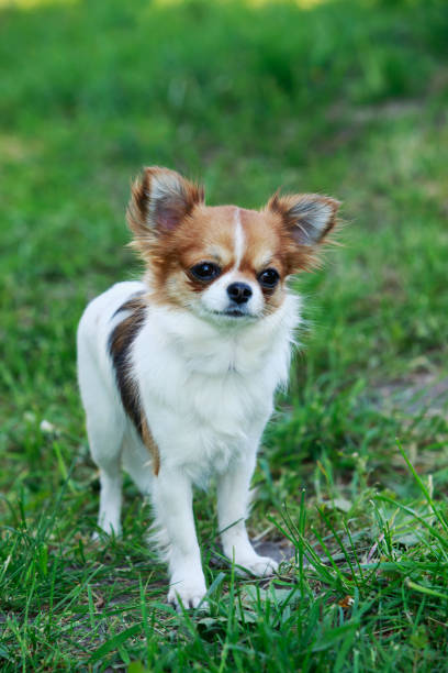istock Dog breed chihuahua 807006540
