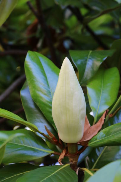 immergrüne magnolie - magnolia grandiflora, italien - evergreen magnolia stock-fotos und bilder