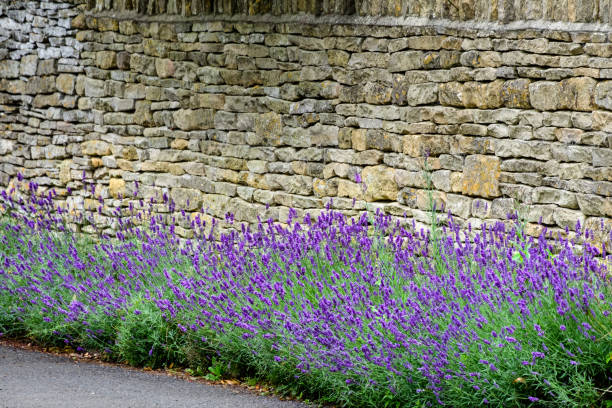 Close-up of lavender.