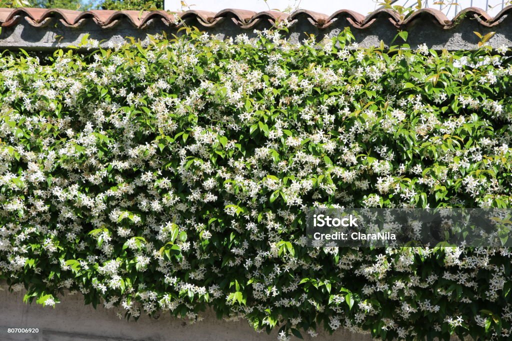 Garden hedge of Jasminum officinale in summer, Italy Backgrounds Stock Photo