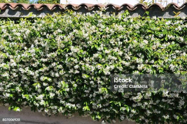 Garden Hedge Of Jasminum Officinale In Summer Italy Stock Photo - Download Image Now