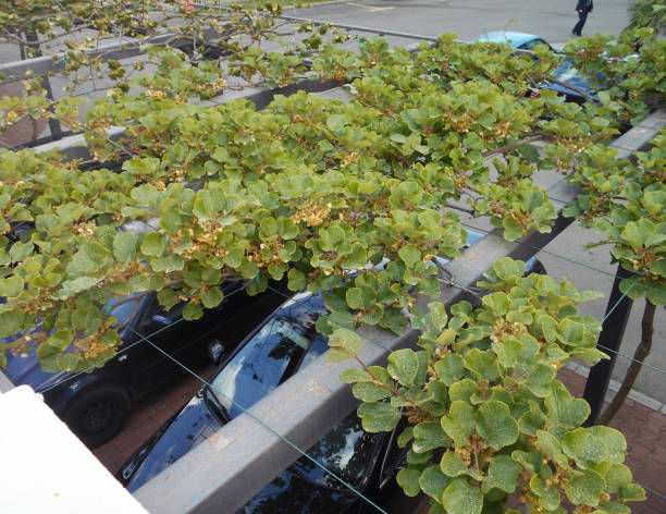 istock Kiwi on the pergola, as a shade for parking place 807016638