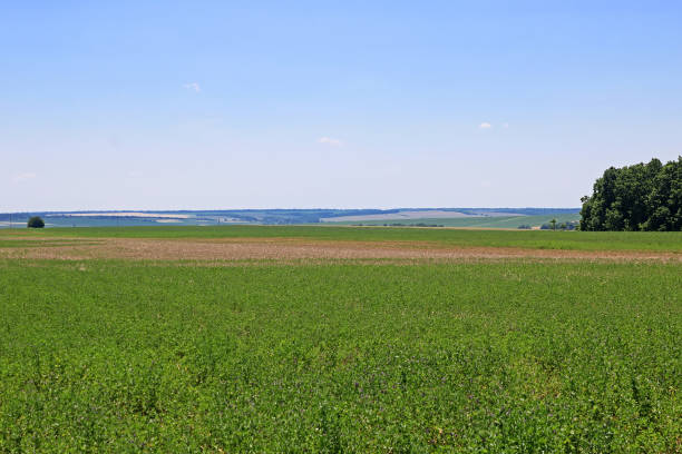 istock View of green lucerne field under blue sky 807017042