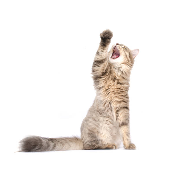 istock Cat with open mouth and raised paw, isolated 807019660