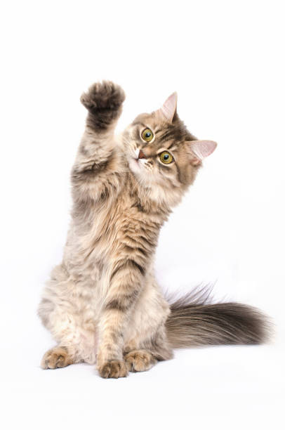 istock The cat raised its paw up, cat gives five 807019670