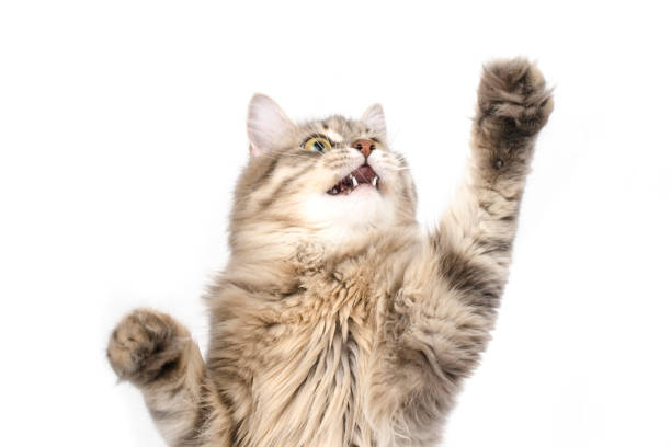 istock cat, paw is lifted up, isolated 807019730