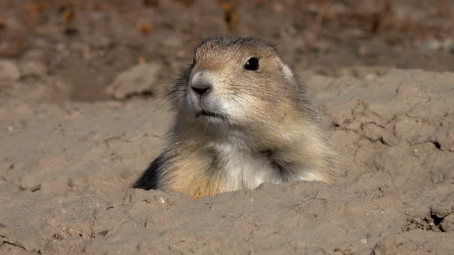 CLOSE UP: Cute prairie dog comes out of his hole and starts eating dry grass