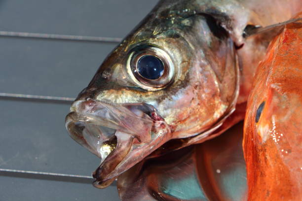 istock Gurnard and horse mackerel on a pewter dish 807020018