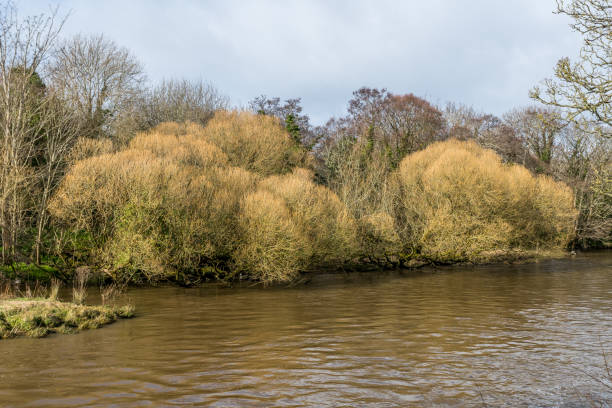 Willow tree on the River Doon, Ayr. stock photo