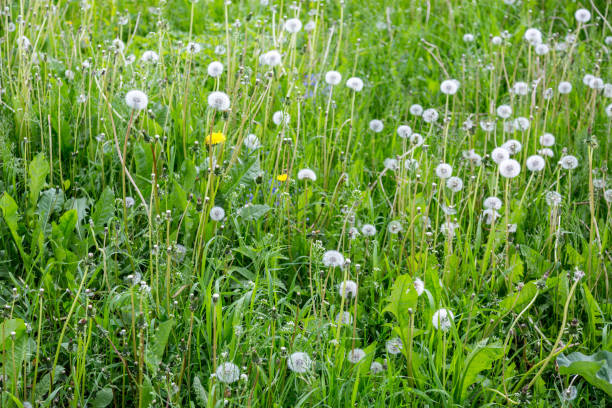 istock White wild flowers 807022910
