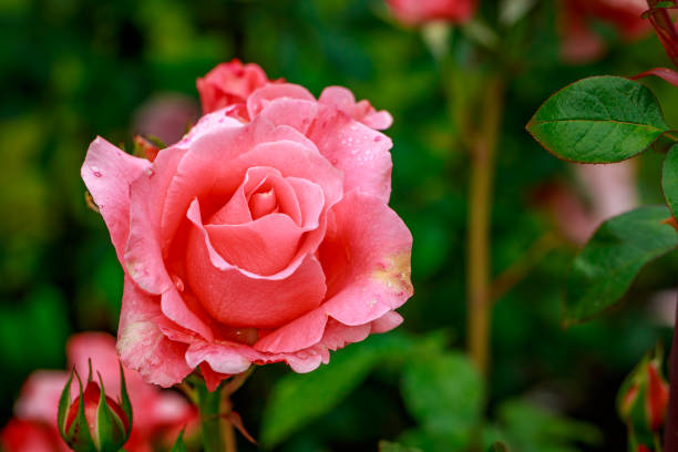 istock Beautiful Rose in Full Blossom 807025770