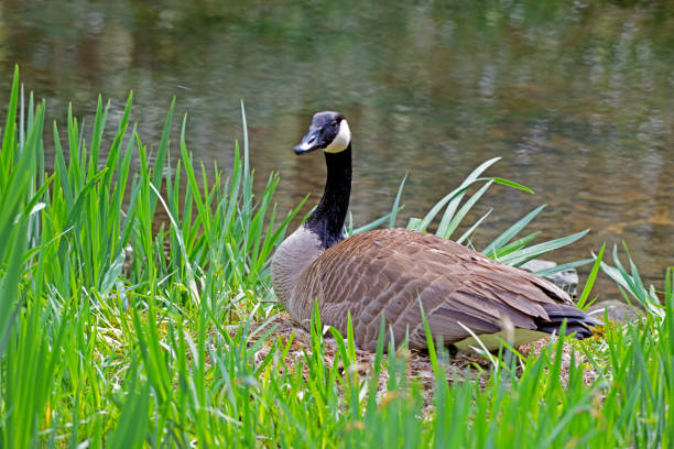 istock Canada Goose sits on her nest by a pond. 807025782