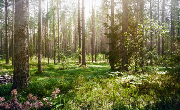 istock Beautiful wild forest morning sun 807025918