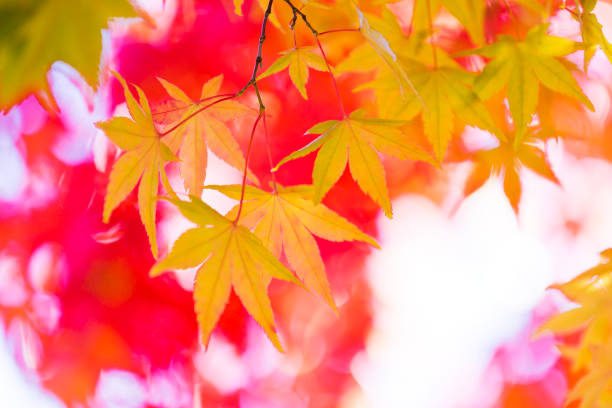 istock Vibrant Autumn Colors 807026020