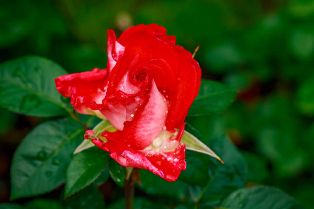 istock Beautiful Rose in Full Blossom 807030356