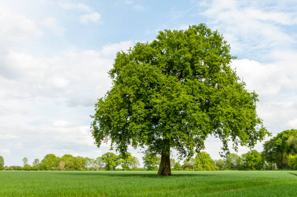 istock Oak tree in farmland 807030750