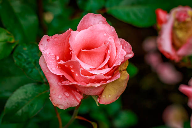istock Beautiful Rose in Full Blossom 807030782