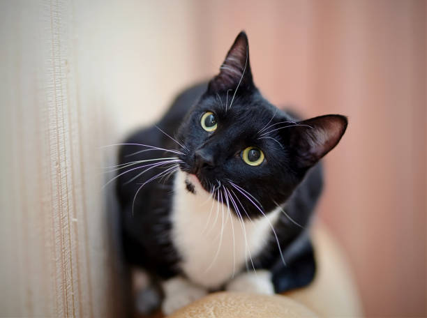 istock Black with white young cat with green eyes 807033500
