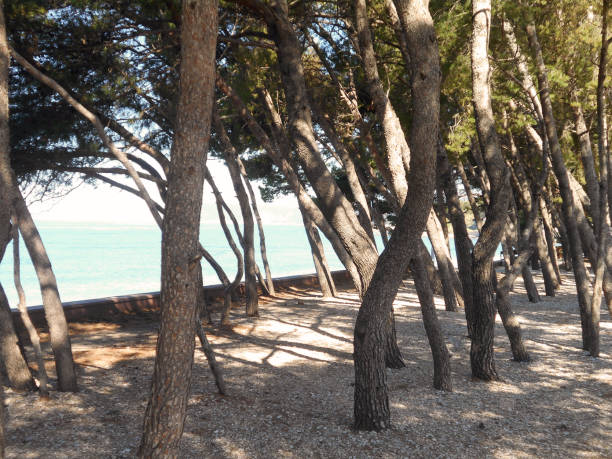 Small grove on a pebble beach