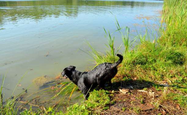 istock The black labrador puppy jumps into the water 807036070