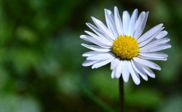 flor de margarita - perfection gerbera daisy single flower flower fotografías e imágenes de stock