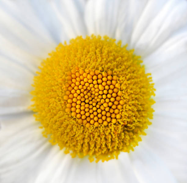 fiore di margherita - perfection gerbera daisy single flower flower foto e immagini stock