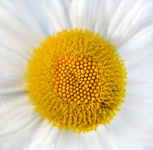 цветок ромашки - perfection gerbera daisy single flower flower стоковые фото и изображения