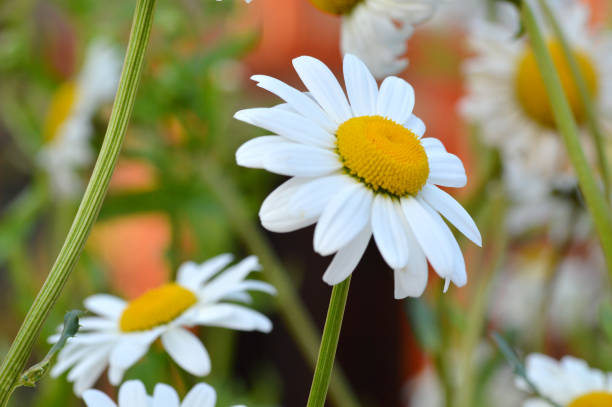 flor de margarita - perfection gerbera daisy single flower flower fotografías e imágenes de stock