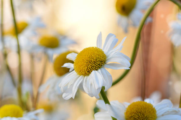 fiore di margherita - perfection gerbera daisy single flower flower foto e immagini stock
