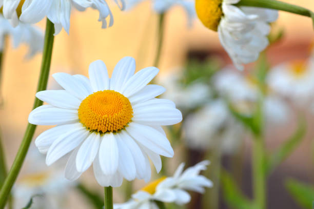 flor de margarita - perfection gerbera daisy single flower flower fotografías e imágenes de stock