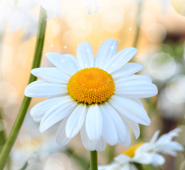 fiore di margherita - perfection gerbera daisy single flower flower foto e immagini stock