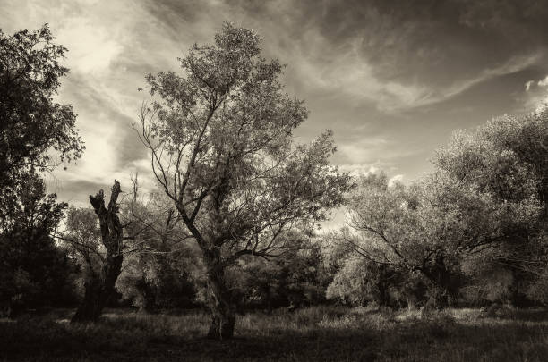 Black and white landscape.