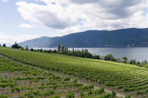 istock Lake Country British Columbia winery 807041834