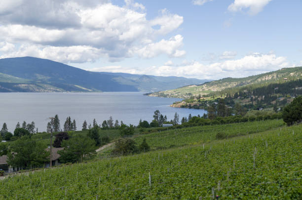 istock Lake Country British Columbia winery 807041932
