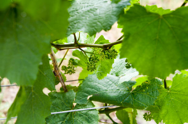 istock Lake Country British Columbia winery 807042184