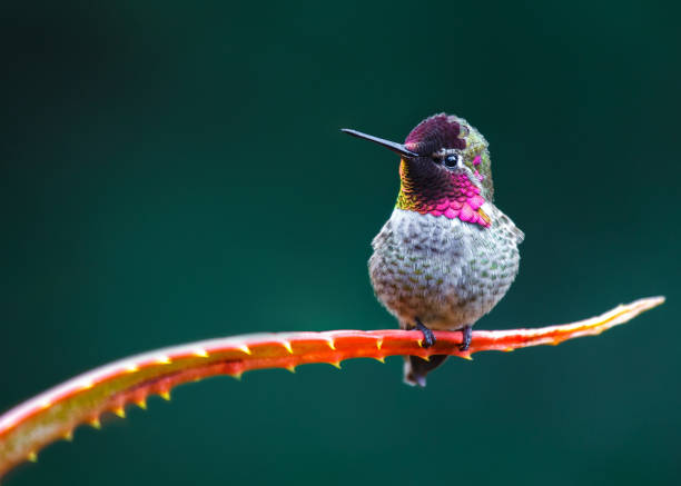 annas kolibri (calypte anna) - tropenvogel stock-fotos und bilder