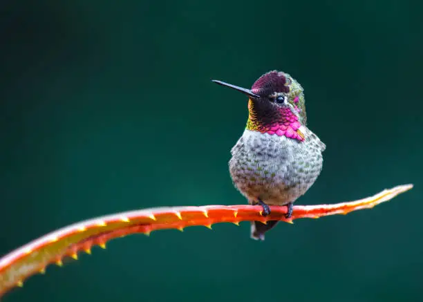 Anna's hummingbird (Calypte anna) spotted outdoors in San Francisco