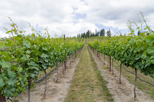 Rows of vines in the vineyard